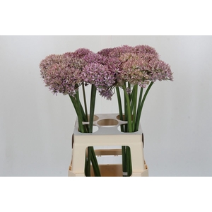 Allium  'Pink Jewel'