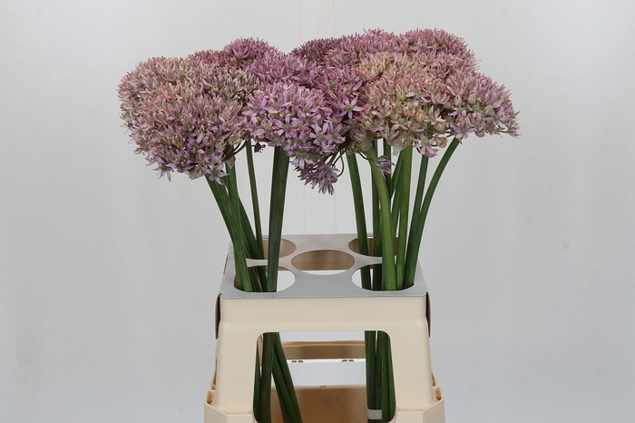 <h4>Allium  'Pink Jewel'</h4>