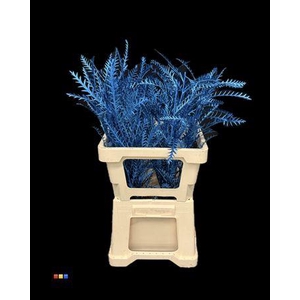 Grevillea Ivanhoe Metallic Blue