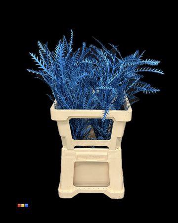 <h4>Grevillea Ivanhoe Metallic Blue</h4>