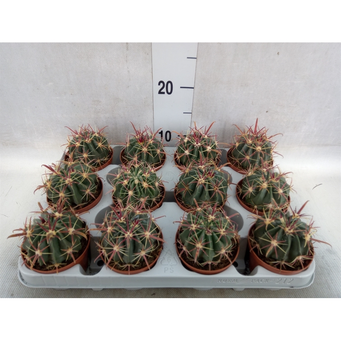 <h4>Ferocactus latispinus</h4>