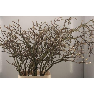 Magnolia Grandiflora