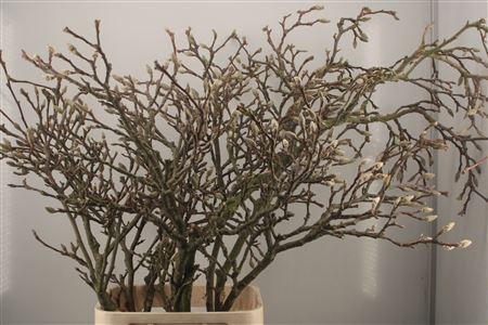 <h4>Magnolia Grandiflora</h4>