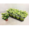 Chrysanthemum Indicum Grp Splash Meadow