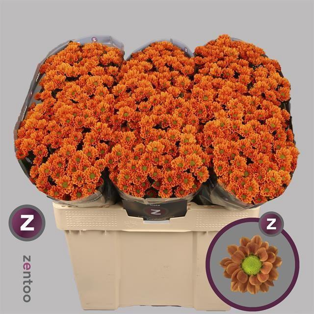 <h4>Chr San AAA Insta</h4>