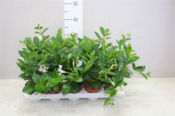<h4>Mandevilla Wit</h4>