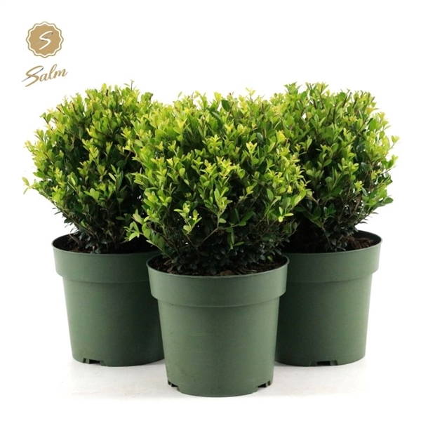 <h4>Ilex crenata 'Jenny'® Ball Ø20cm P17</h4>