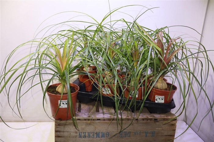 <h4>Beaucarnea Recur</h4>