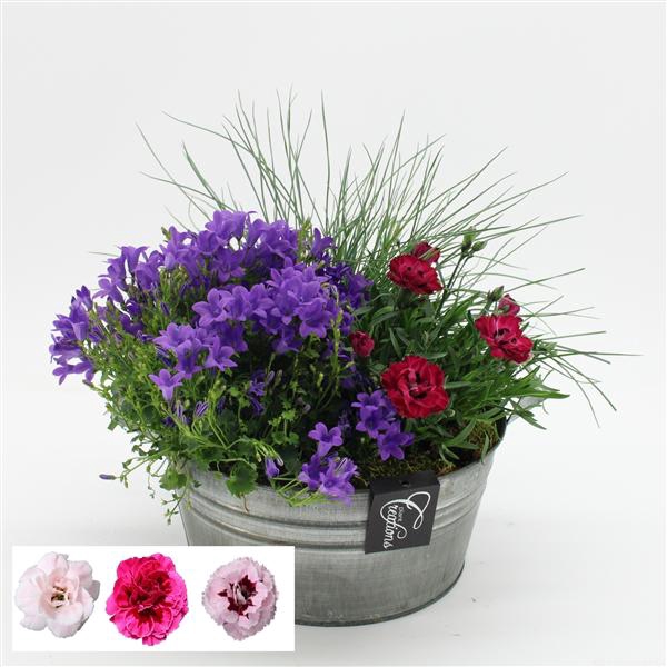 <h4>CACR-2521 Campanula creatie</h4>