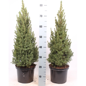 Picea glauca 'Conica'