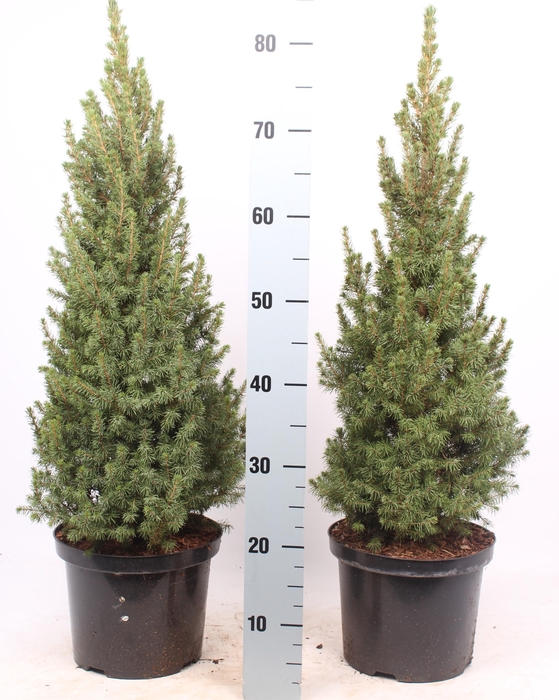 <h4>Picea glauca 'Conica'</h4>