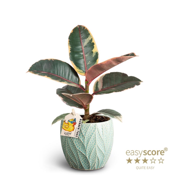 <h4>FICUS ELASTICA</h4>