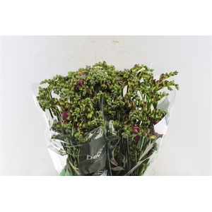 Fr Du Expression Cerise Red