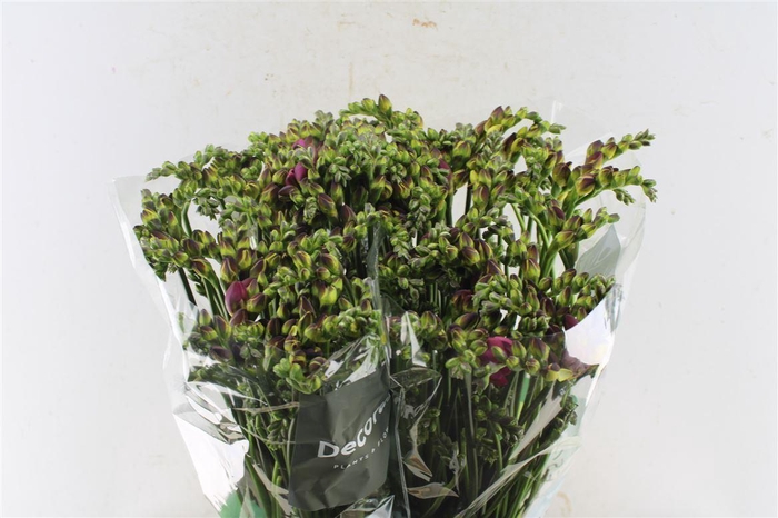 Fr Du Expression Cerise Red