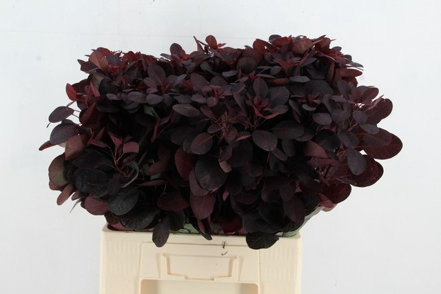 <h4>COTINUSBLAD  ROYAL PURPLE</h4>