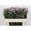 Aster Baby Pink Pearl