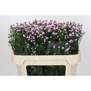 Aster Baby Pink Pearl