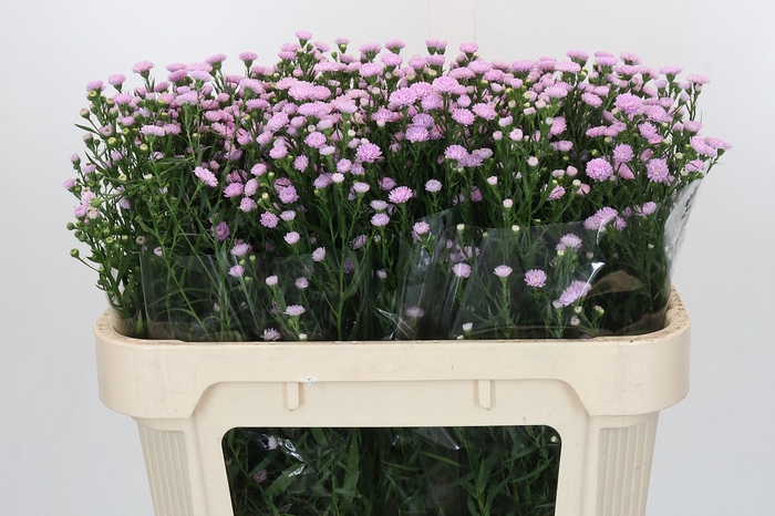 Aster Baby Pink Pearl