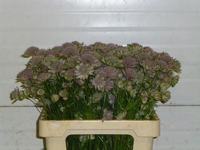 <h4>Astr Pink Pride</h4>