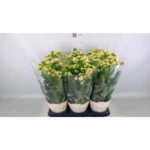Kalanchoe  'MoreFlow Sunny Pink'