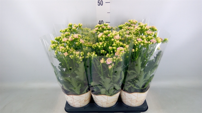 <h4>Kalanchoe  'MoreFlow Sunny Pink'</h4>