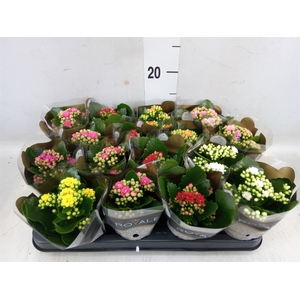 Kalanchoe blos. 'RoyalDon'   ..mix