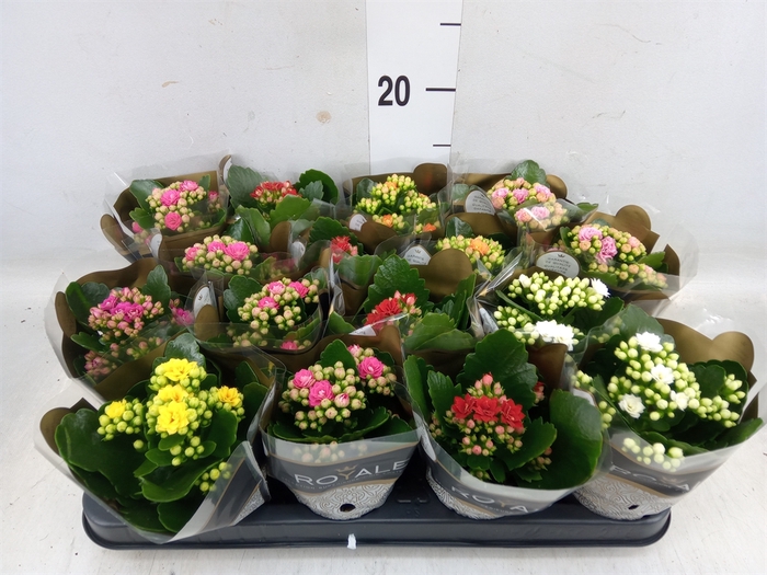 <h4>Kalanchoe blos. 'RoyalDon'   ..mix</h4>