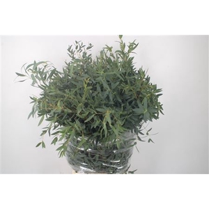 Euc Parvifolia Per Bunch Extra