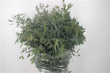 <h4>Euc Parvifolia Per Bunch Extra</h4>