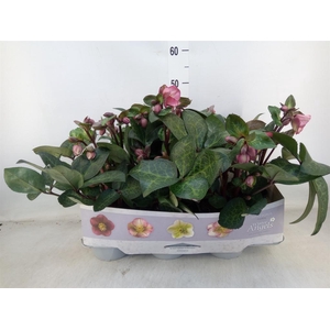 Helleborus  'Fkiss Pennys Pink'