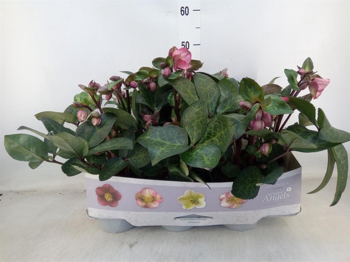 <h4>Helleborus  'Fkiss Pennys Pink'</h4>