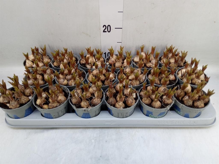 <h4>Muscari  'Magic Blue'</h4>