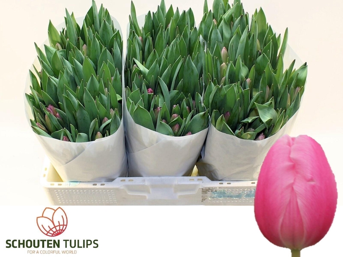 <h4>TU EN JUMBO PINK</h4>