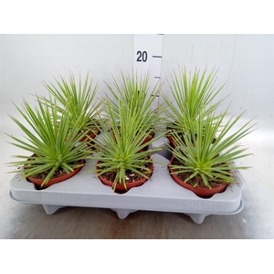 Agave stricta 'Nana'