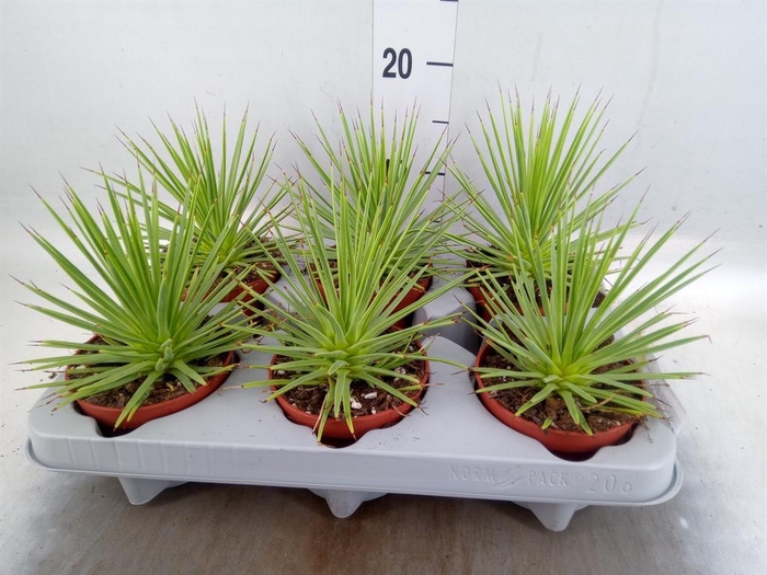 <h4>Agave stricta 'Nana'</h4>