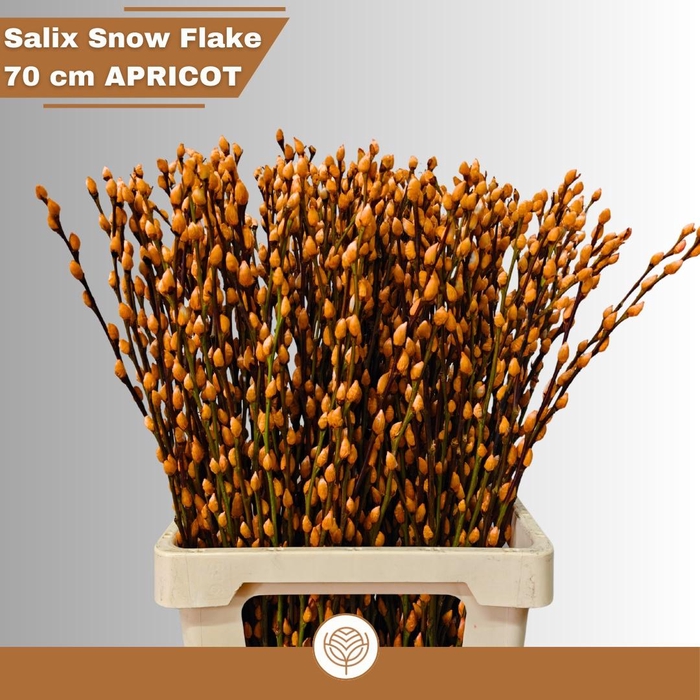 <h4>SALIX  SN FLA KLB H%</h4>