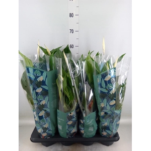 Spathiphyllum  'Sweet Ricardo'