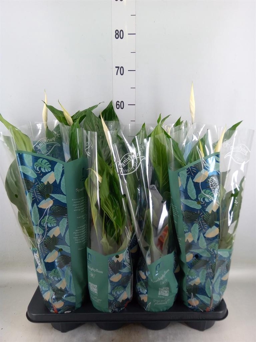 <h4>Spathiphyllum  'Sweet Ricardo'</h4>