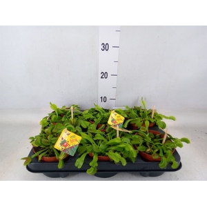 Dionaea muscipula