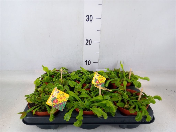 <h4>Dionaea muscipula</h4>
