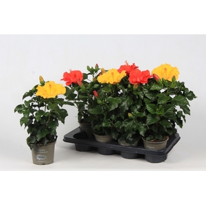 Hibiscus budget mix