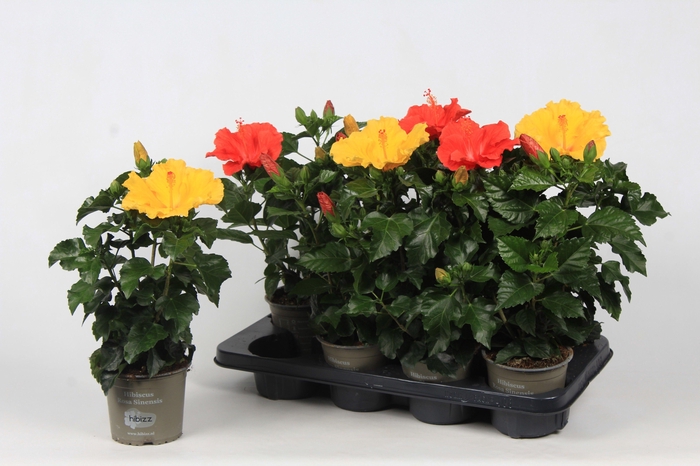 <h4>Hibiscus budget mix</h4>