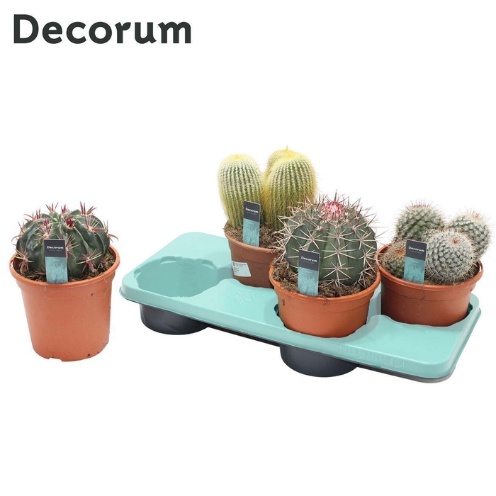 <h4>Cactus Mix (4spc.) (decorum)</h4>