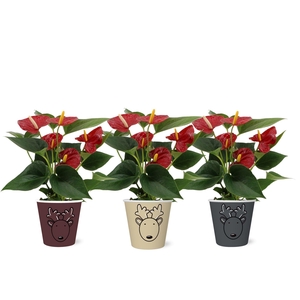 Anthurium Diamond Red in Rudolf smartcup