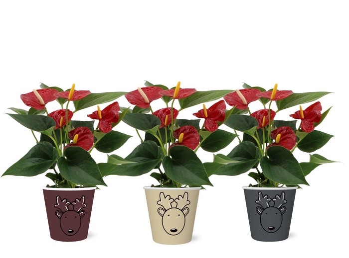 Anthurium Diamond Red in Rudolf smartcup