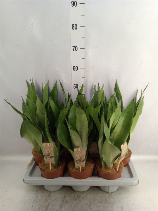 Sansevieria trifa. 'Moonshine'