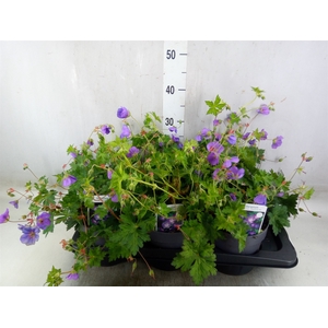 Geranium  'Rozanne'