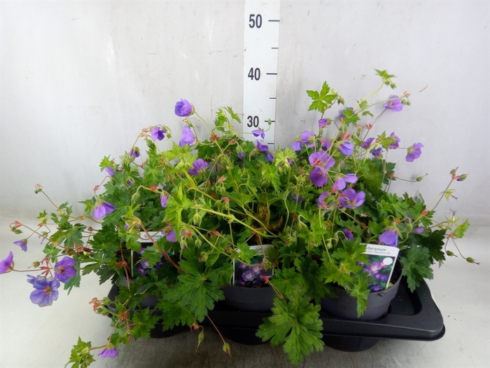 <h4>Geranium  'Rozanne'</h4>