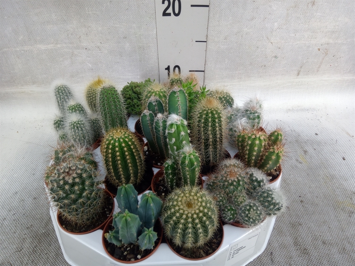 <h4>Cactus   ...mix</h4>