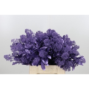 Skimmia Kl Bh Metal Milka